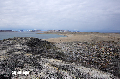 Alpini eiland